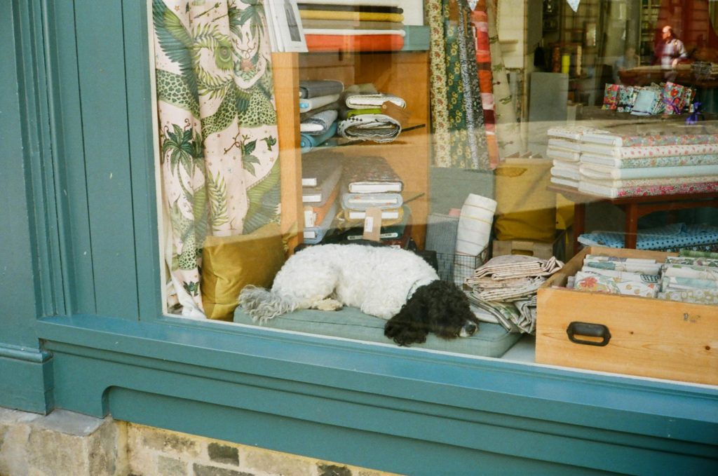 pexels-photo-17808917-17808917 A peaceful dog sleeping in a vibrant fabric shop window, surrounded by textiles.